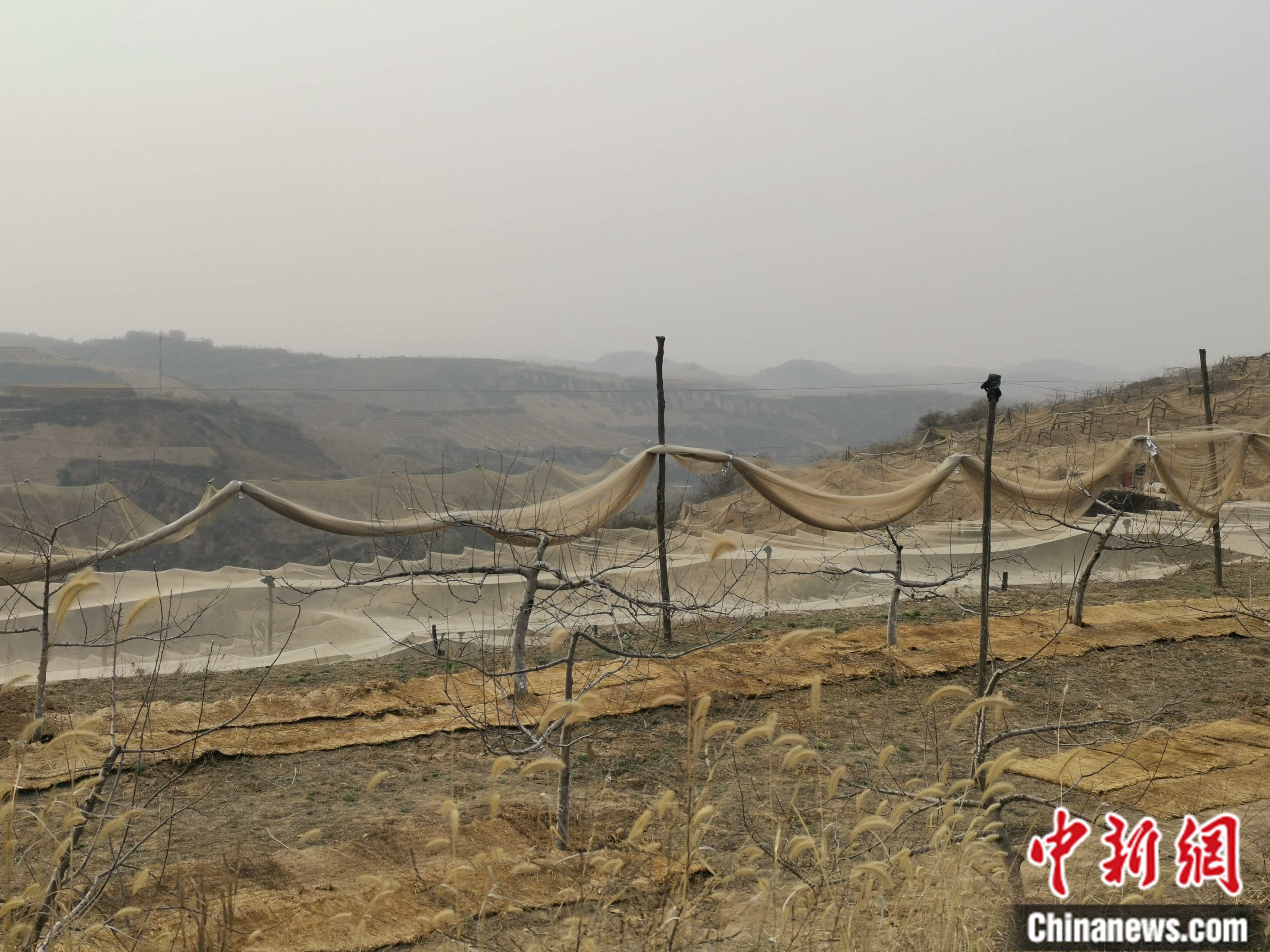 陜西省延安市寶塔區(qū)柳林鎮(zhèn)麻塔村蘋果園。 <a target='_blank'  ><p  align=