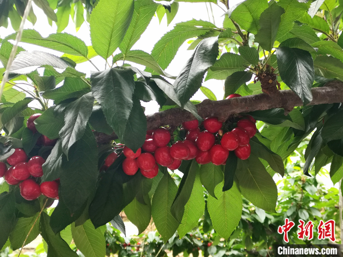 陜西省子長市盛宇現(xiàn)代農(nóng)業(yè)示范園內(nèi)，櫻桃鮮艷欲滴。<a target='_blank'  ><p  align=