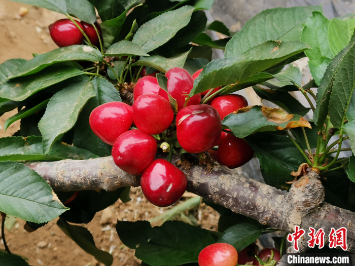 陜西省子長市盛宇現(xiàn)代農(nóng)業(yè)示范園內(nèi)，櫻桃鮮艷欲滴。<a target='_blank'  ><p  align=