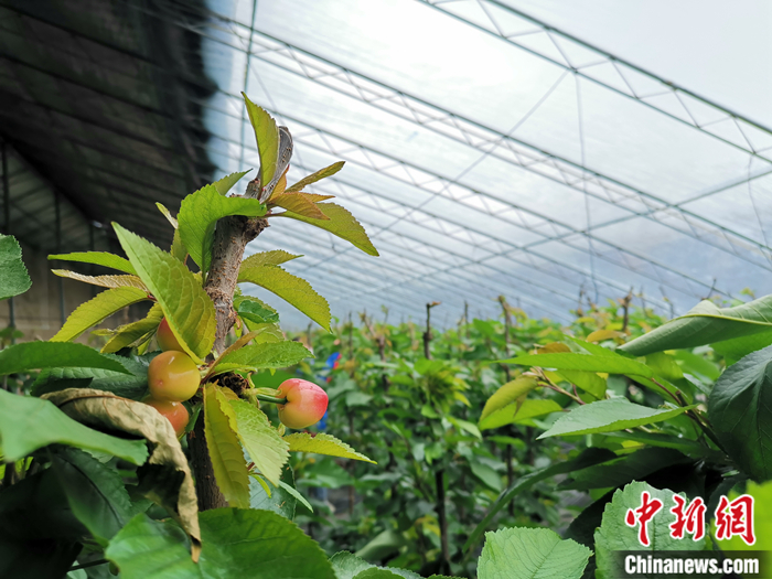 陜西省子長市盛宇現(xiàn)代農(nóng)業(yè)示范園櫻桃園區(qū)。<a target='_blank'  ><p  align=