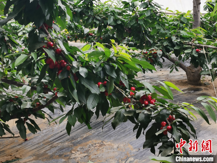 陜西省子長市盛宇現(xiàn)代農(nóng)業(yè)示范園內(nèi)，櫻桃鮮艷欲滴。<a target='_blank'  ><p  align=
